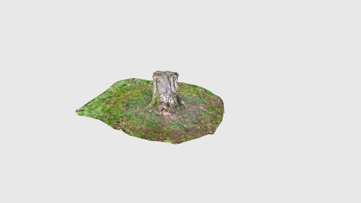 Tree Trunk 3D Model