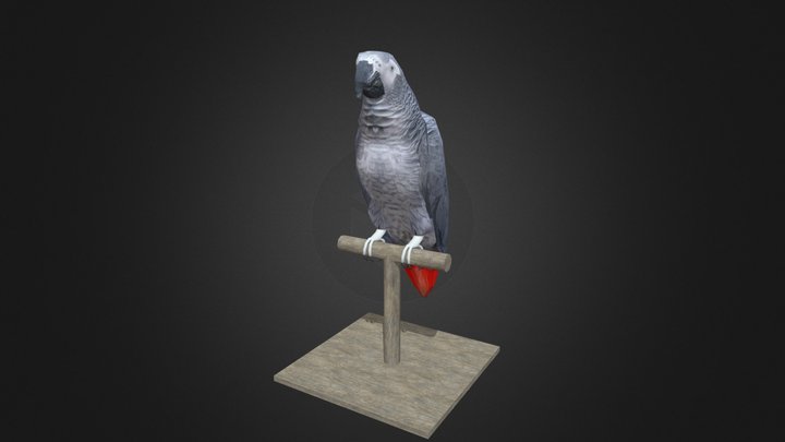 African Grey Parrot 3D Model
