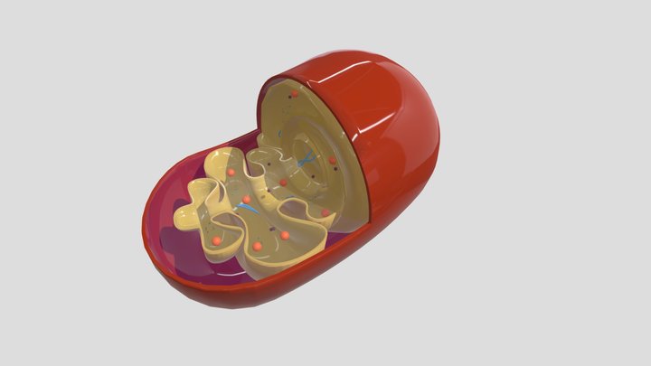 Mitochondria 3D Model