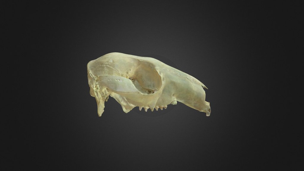 Macropus parma, skull
