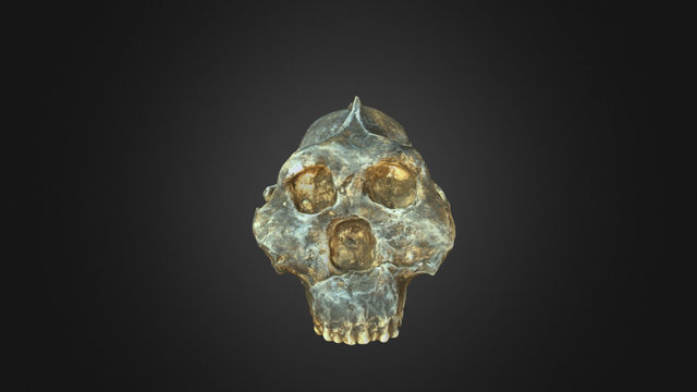 Paranthropus robustus 3D Model