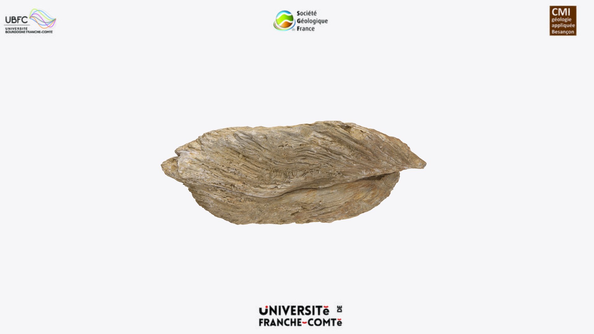Bivalve - Crassostrea crassissima