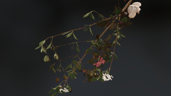 Tree And Shrub Branches 3D Model