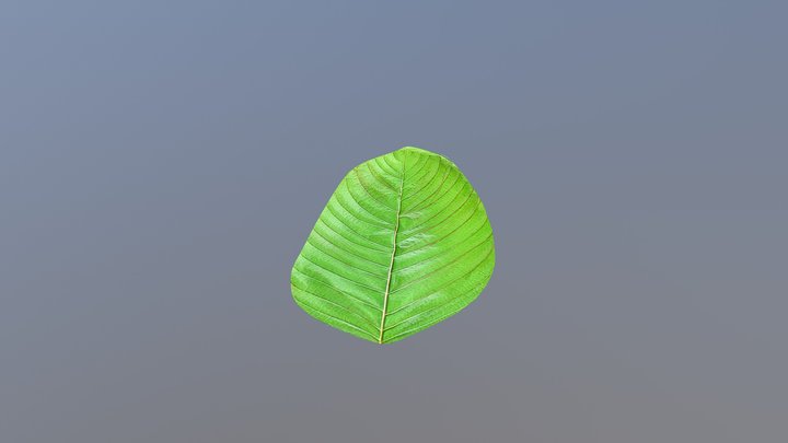 Leaf 3D Model