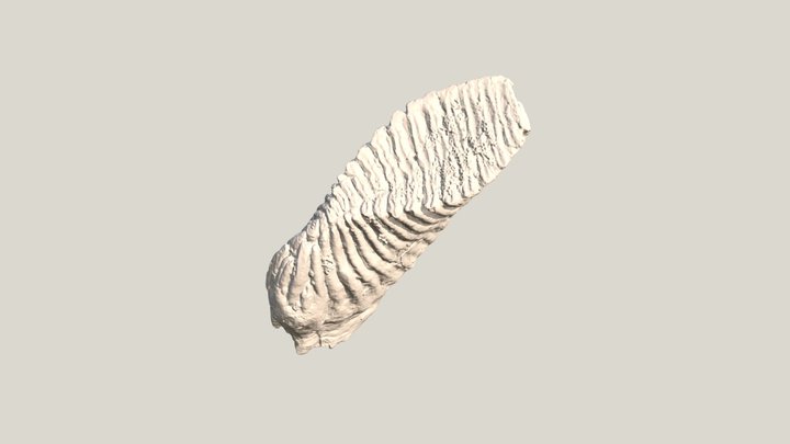 Fossils of mammoth molar teeth, 3D Model