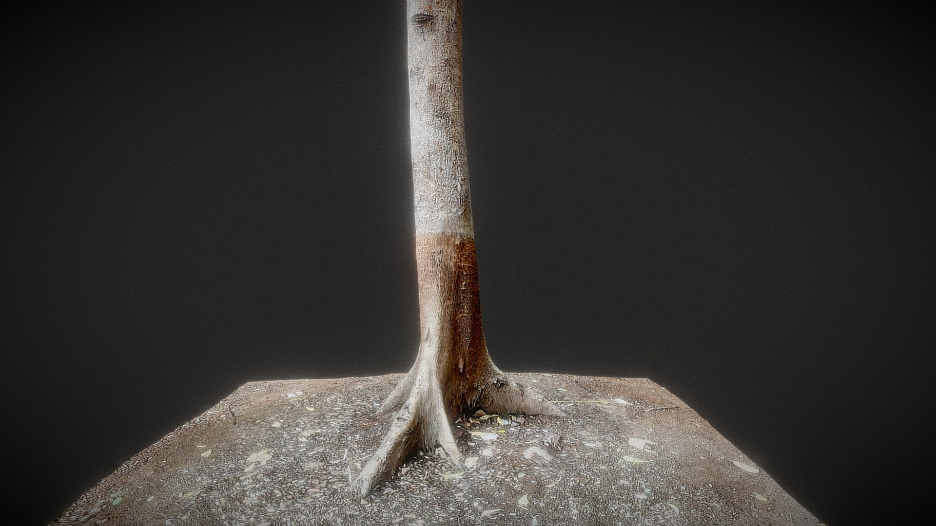 Tree Trunk - Download Free 3D model by raobott [6f8dde0] - Sketchfab