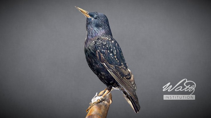 Starling (Sturnus Vulgaris) – Modèle 3D gratuit STL