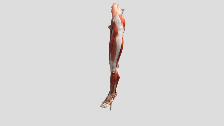 Human Leg 3D Model