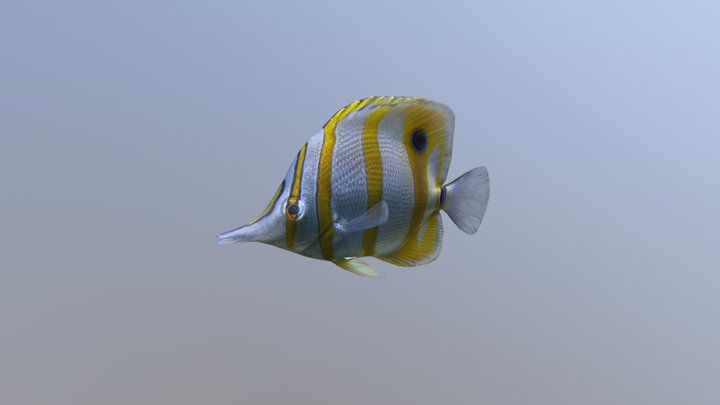 Cooper Banded Butterfly-fish 3D Model