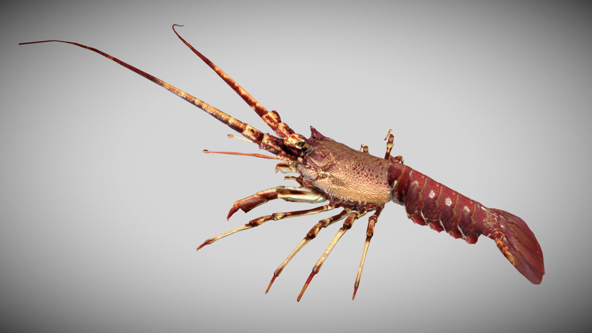 3D model Lobster - This is a 3D model of the Lobster. The 3D model is about a close up of a spider.