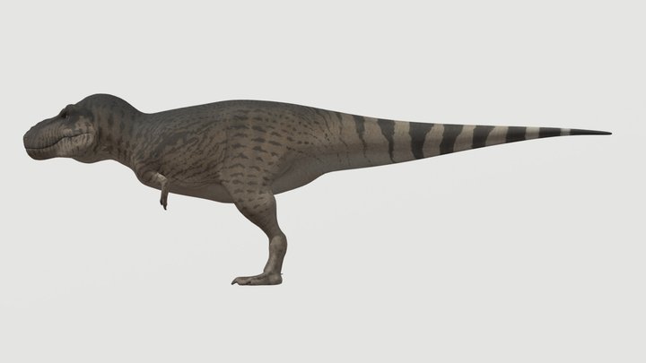 Accurate Tyrannosaurus rex – Free 3D Model STL