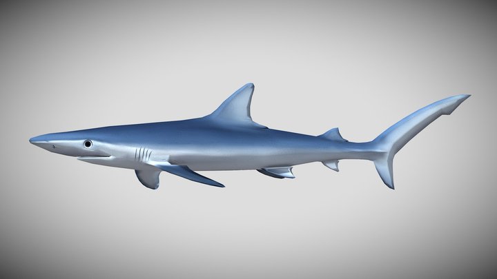 Prionace glauca – Modelo 3D gratuito STL