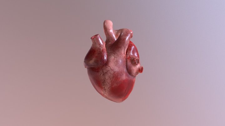 Human Heart 3D Model