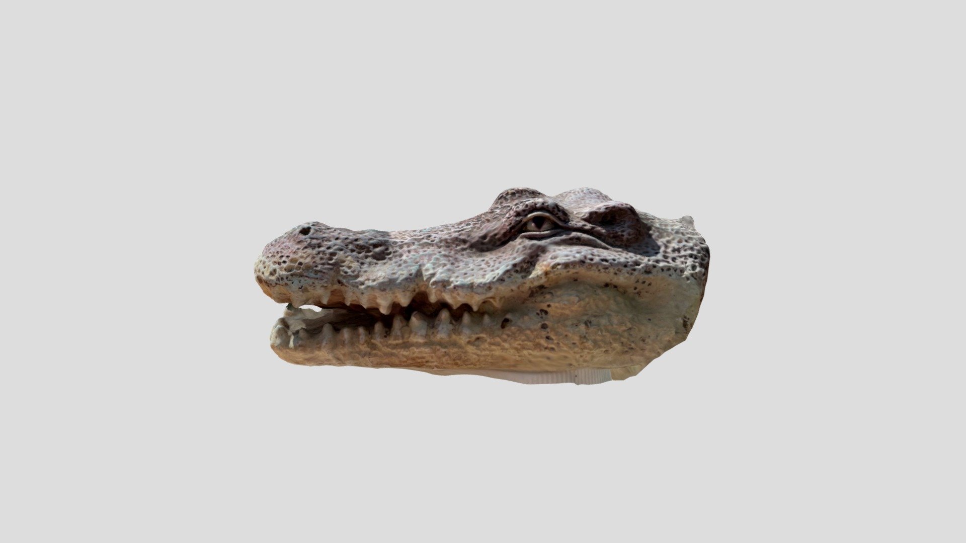 In a while Nile crocodile