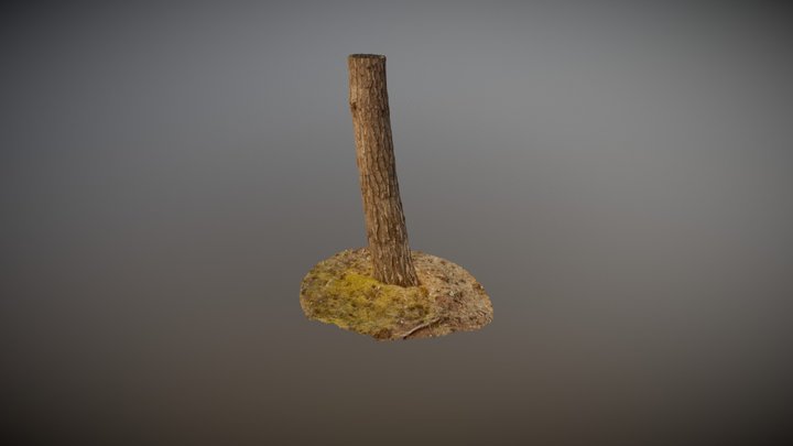 Conifer tree 3D Model