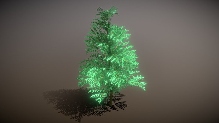 Cedar