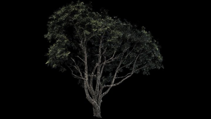 Tree - Scaniverse 3D Gaussian Splat ply 3D Model
