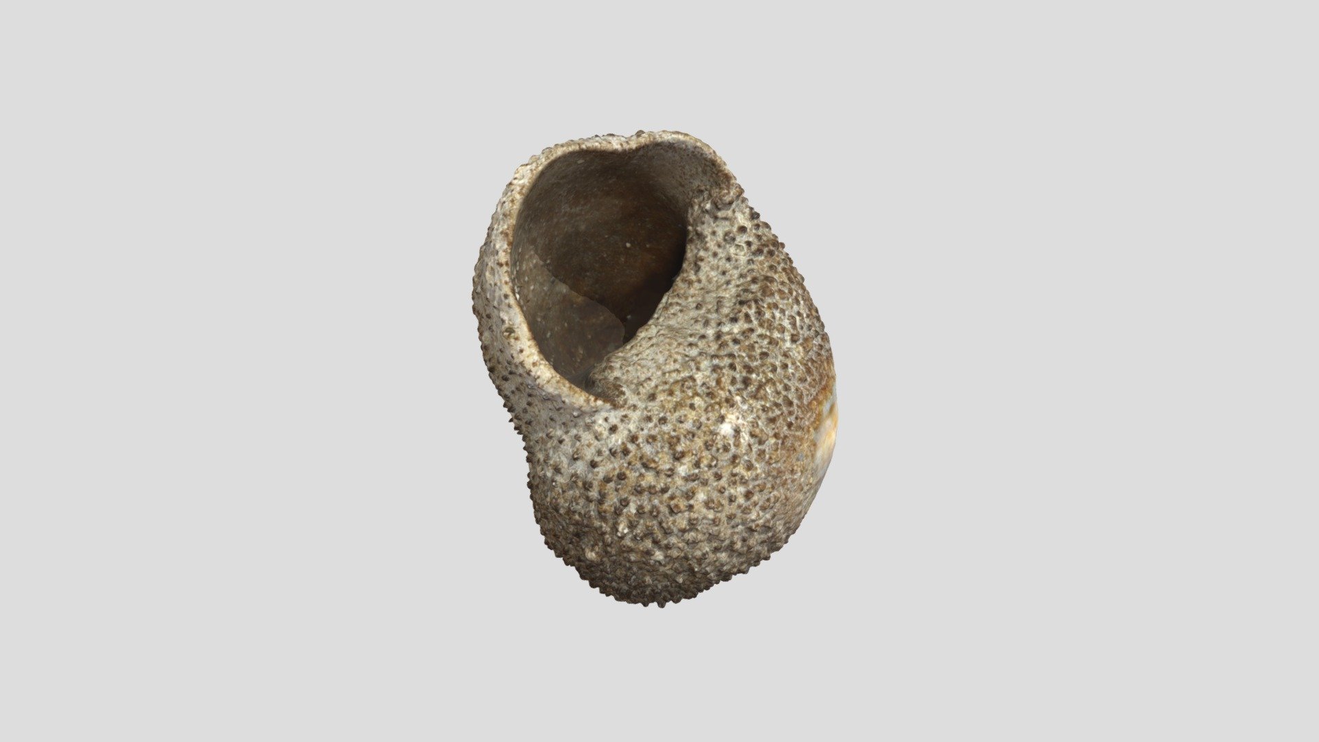 mušle - 3D model by tbednarova [6fa7d1e] - Sketchfab