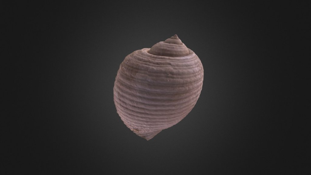 Sea Snail Shell
