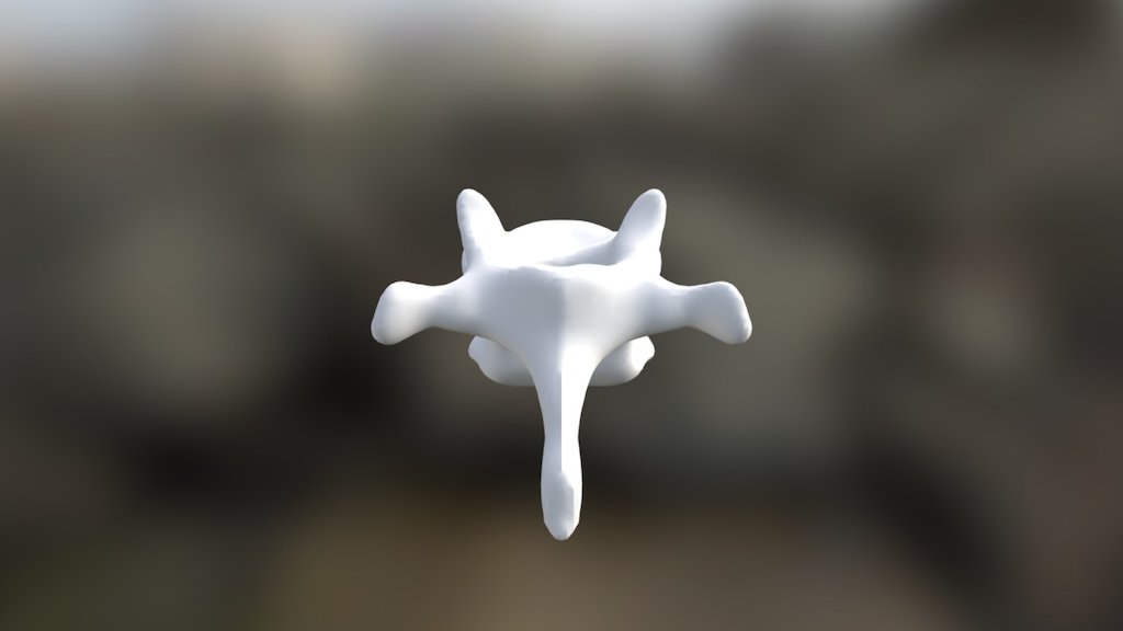 Thoracic Vertebrae