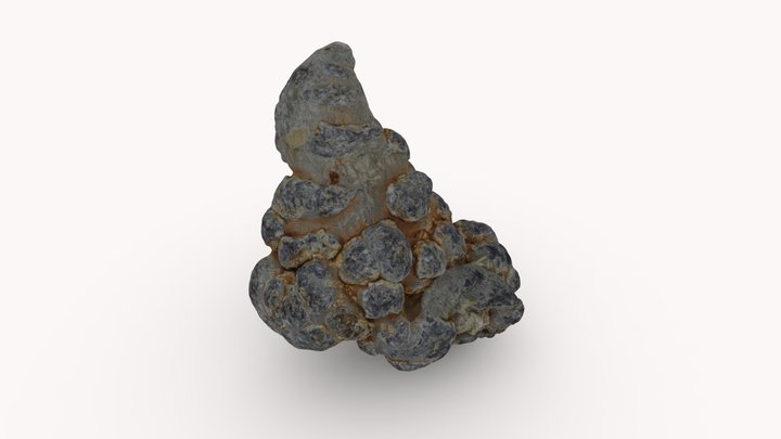 三七 The Root of Panax notaginseng 3D Model
