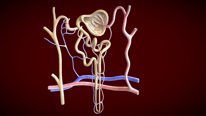 Nephron 3D models - Sketchfab