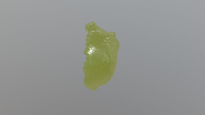 Half Organo Apical surface 3D Model