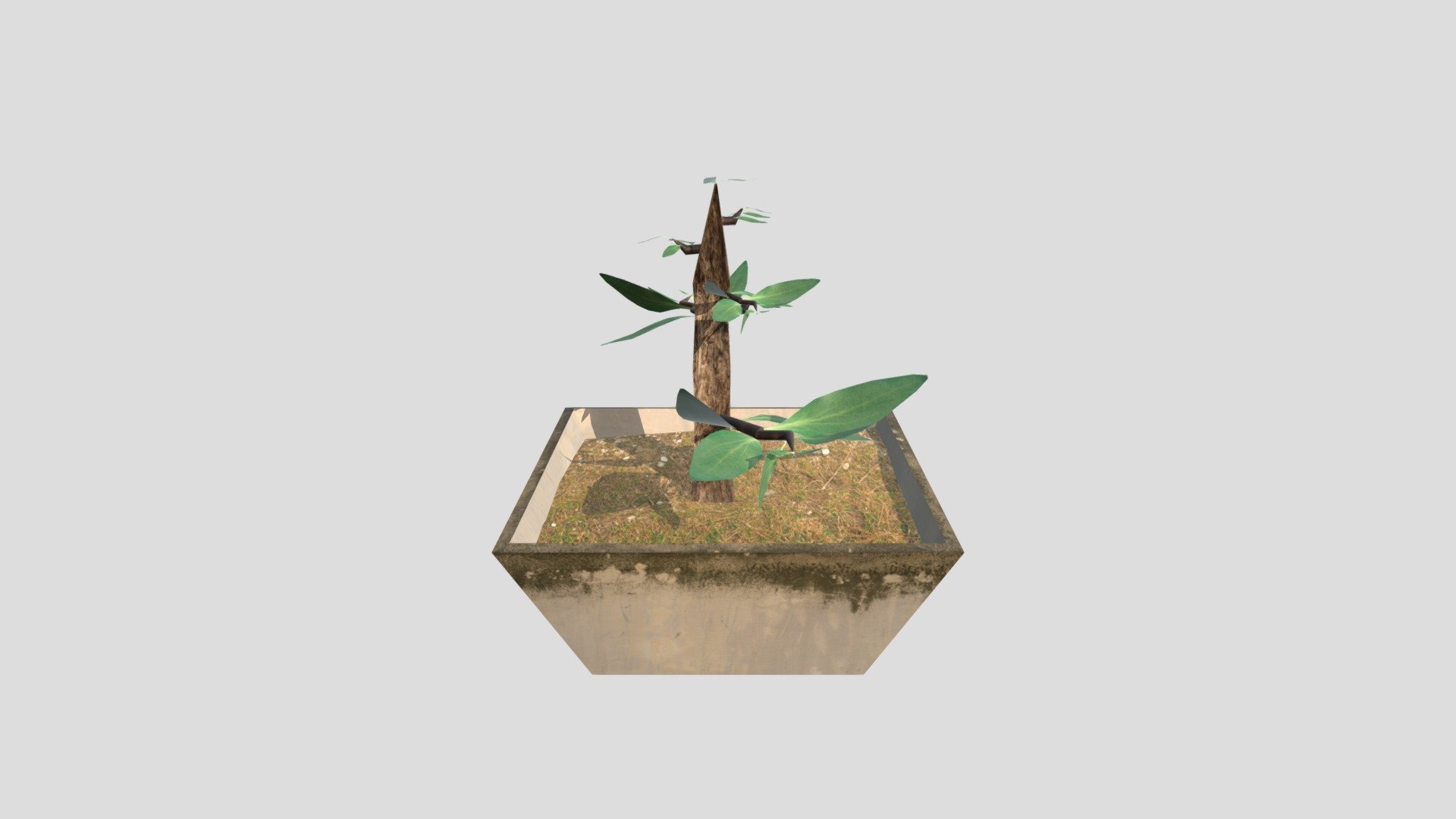 Bonsai Pot Low Poly