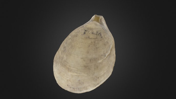 Brachiopod: Terebratulina septentrionalis – Modello 3D gratuito STL