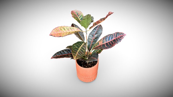 Croton (not a Snake) Plant 3D Model