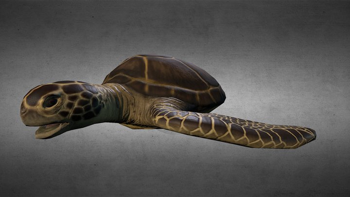Sea Turtle 3D Model