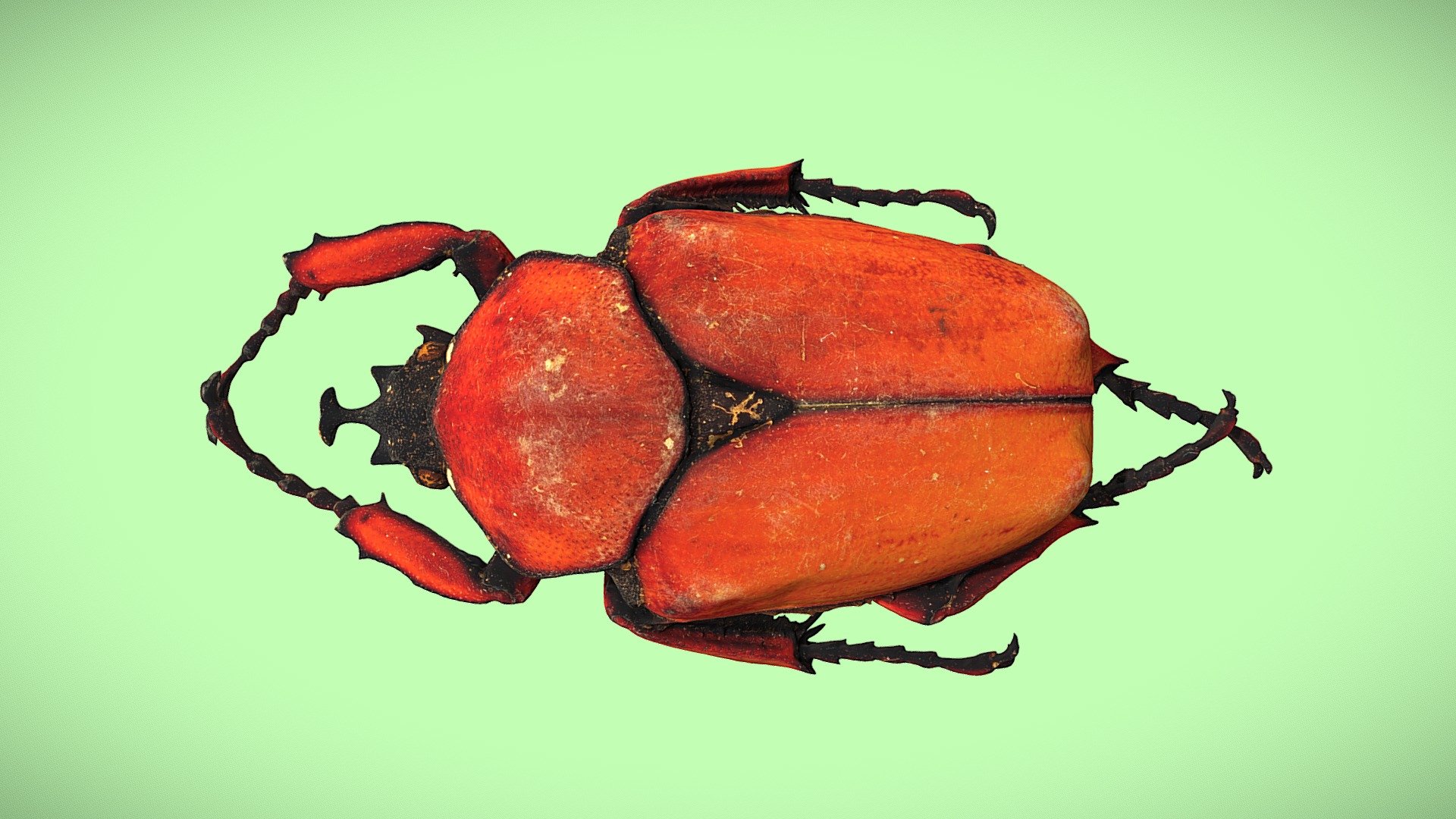 Fornasinius russus
