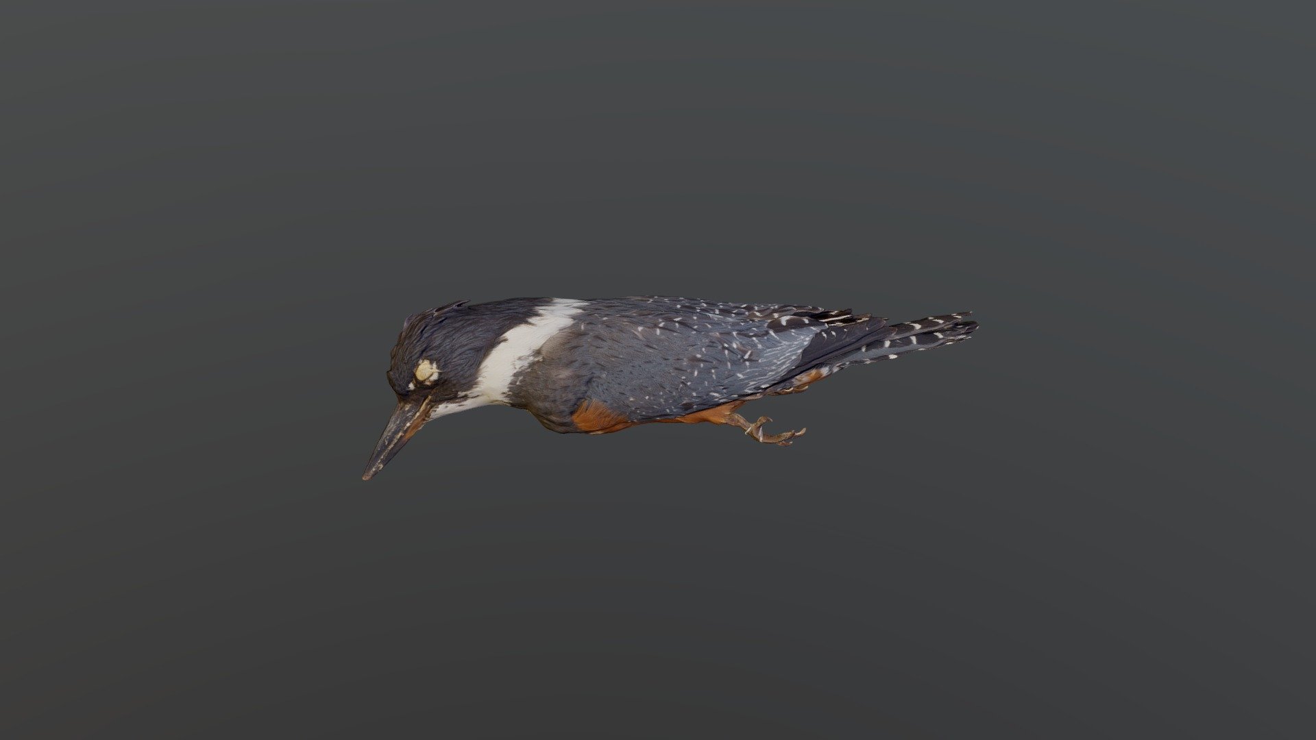 Ringed Kingfisher - Megaceryle torquata
