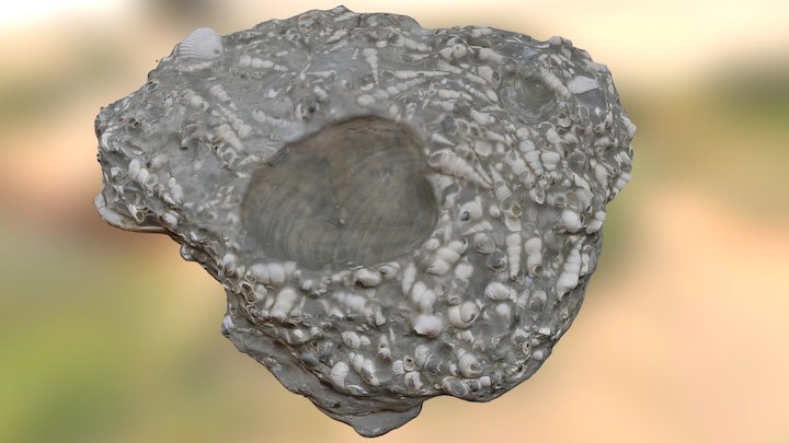 Biomicrite – Free 3D Model STL