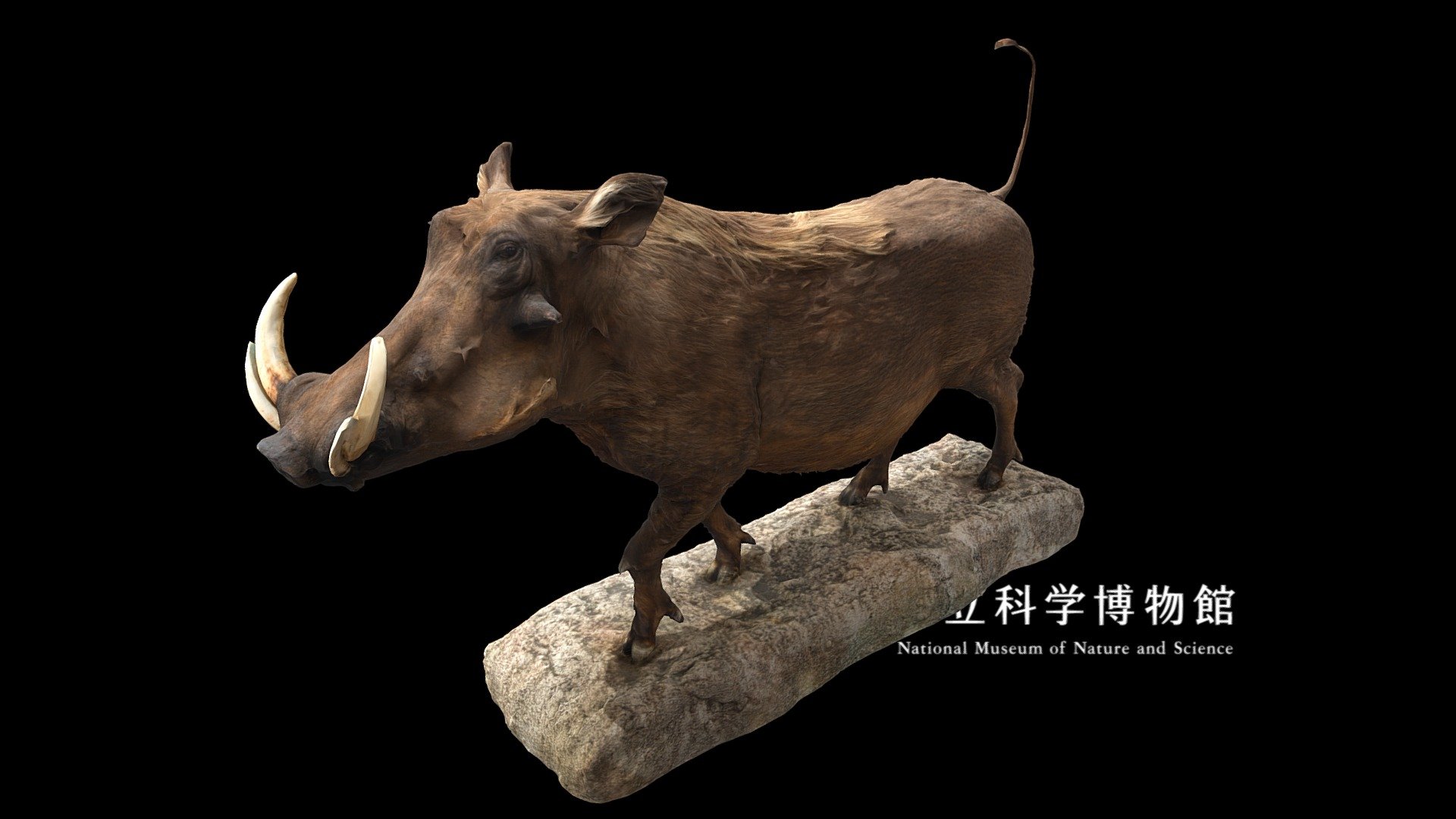 NSMT-M_32120_Desert_Warthog_(Taxidemy) — Sketchfab embed 3D viewer