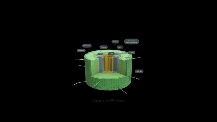 dicot-root 3D Model