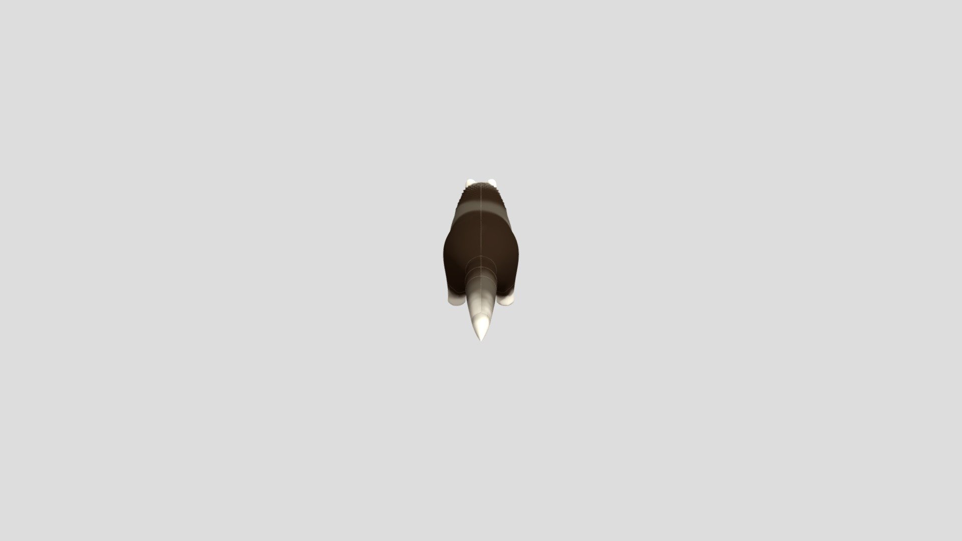 Ferret