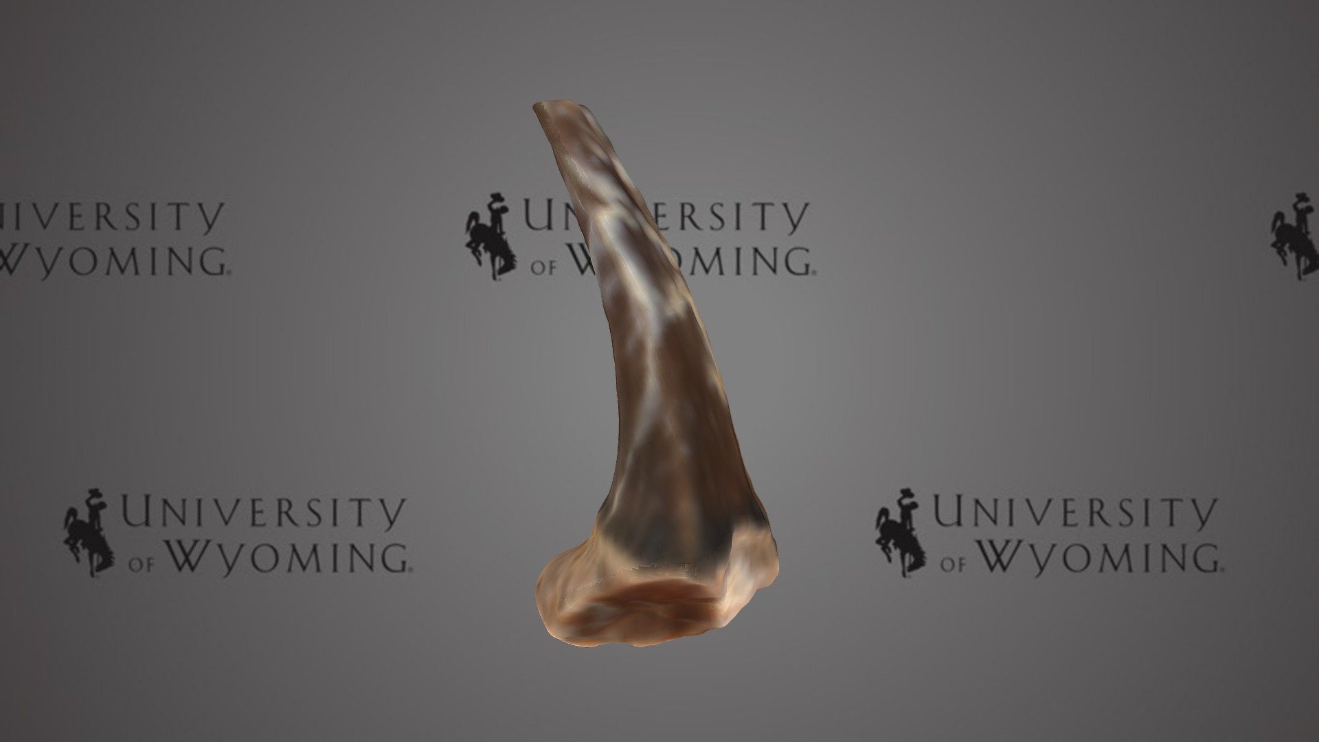 UW26929 - Odontaspis sp., teeth
