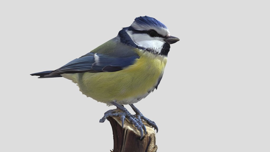 Blue tit
