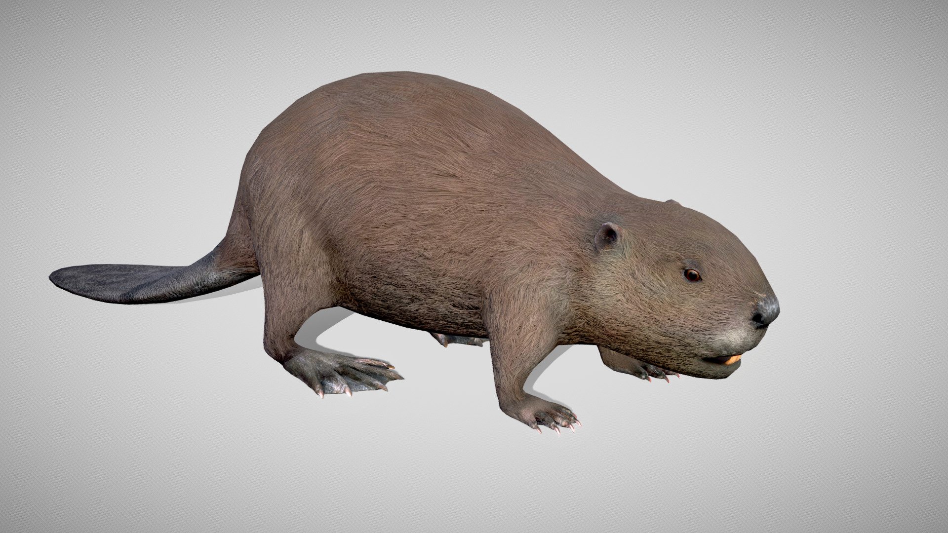 Beaver 3d Model By Ramhat 6fd1d67 Sketchfab