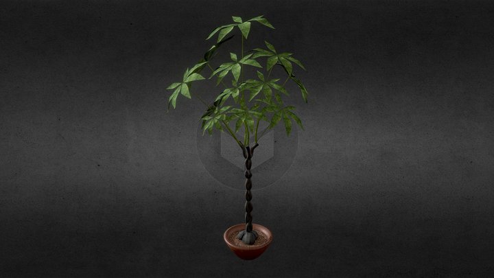 Potted Pachira 3D Model
