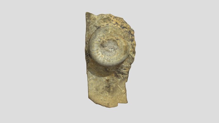 Icnofósil 3D Model