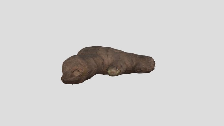 Ginger Root – Free 3D Model STL