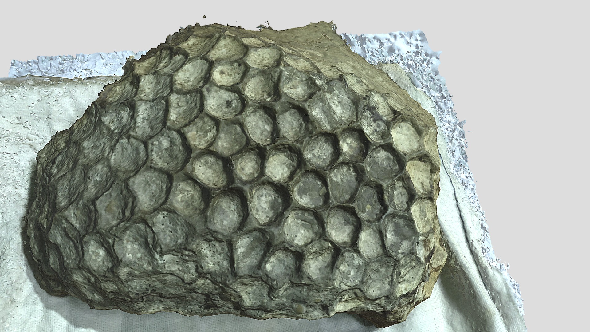 3D model Michelinia - This is a 3D model of the Michelinia. The 3D model is about a rock with a hole in it.