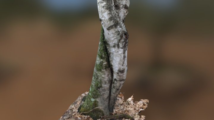 Twisted birch 3D Model