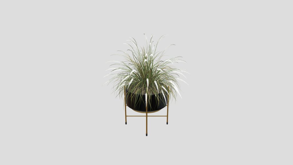 Pampas Grass Pot Plant
