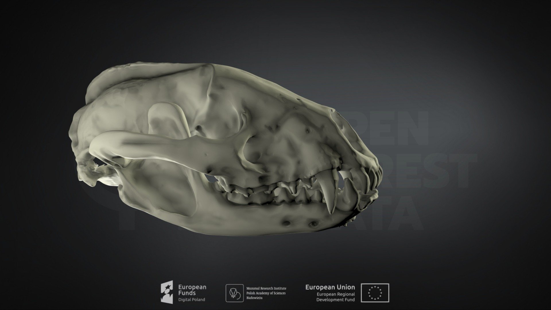 Meles meles (European badger)(Borsuk europejski)