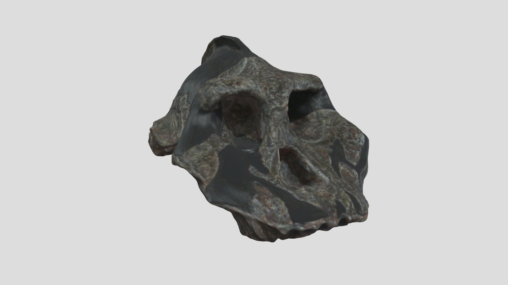 Crâne 31