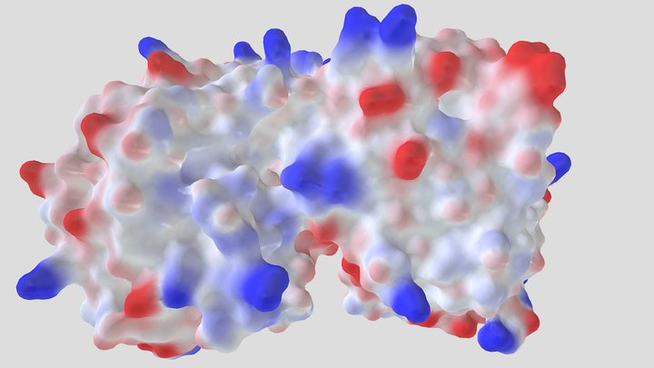 Chymotrypsine (ant) // chymotrypsin (mravenčí) 3D Model