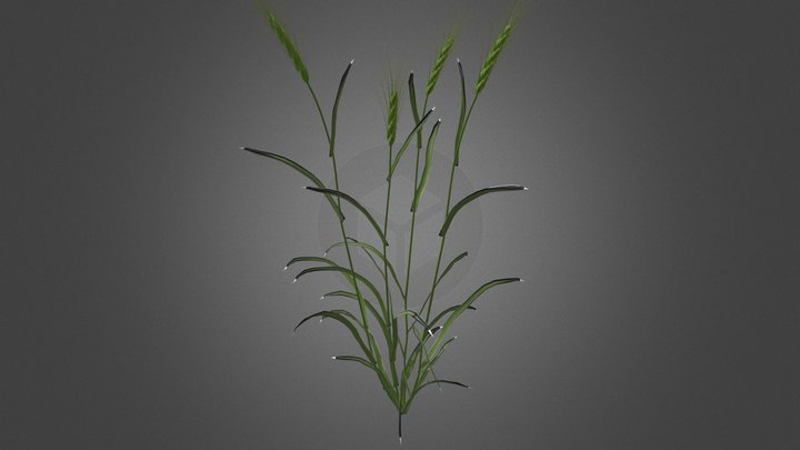 青稞 3D Model